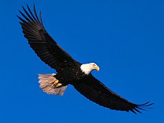 Soaring High